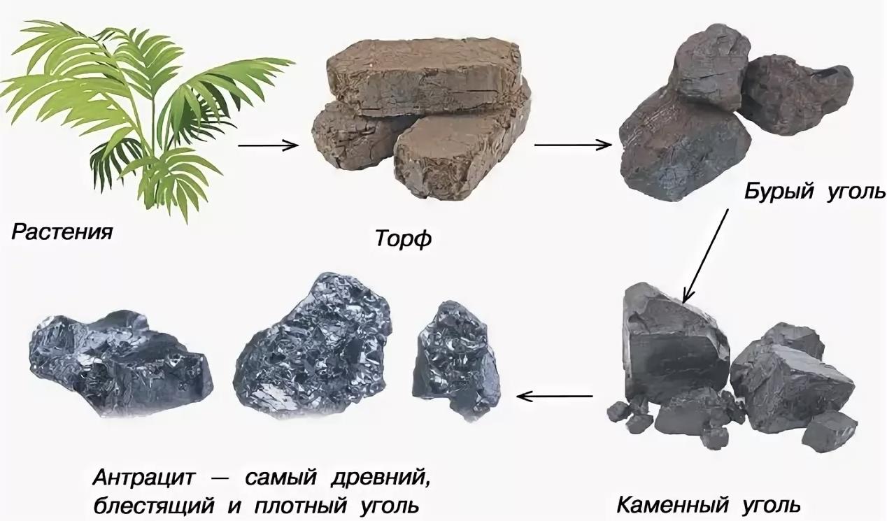 Как сделать древесный уголь для шашлыка?