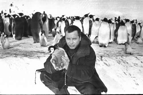 А.Н. Борисов с пингвинами
