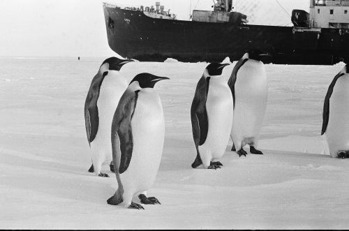 пингвины на фоне дизель-элетрохода «Обь»